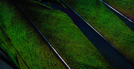 green feathers of a magpie with visible details