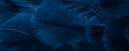 blue hawk feathers with visible detail. background or texture