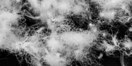 nice white duck down. texture or backgroundの写真素材