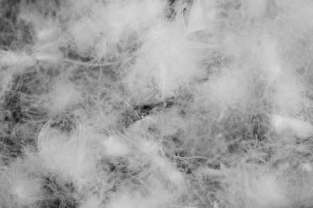 nice white duck down. texture or backgroundの写真素材