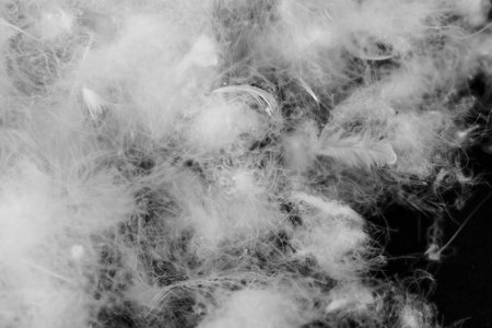 nice white duck down. texture or backgroundの写真素材
