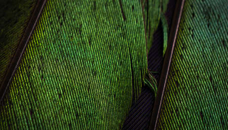 green feathers of a magpie with visible detailsの写真素材