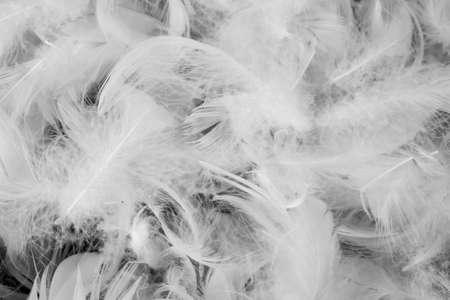 nice white duck feathers. background or textureの写真素材