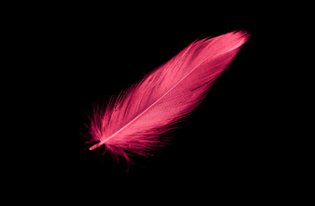 red bird feather on black isolated backgroundの写真素材