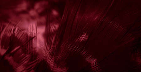 red hawk feathers with visible detail. background or texture