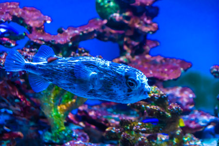 coral reef with colorful fishes on a blue backgroundの写真素材