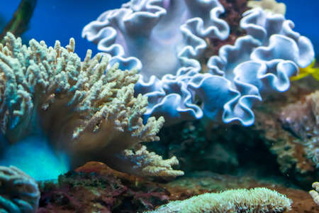 coral reef with colorful fishes on a blue backgroundの写真素材