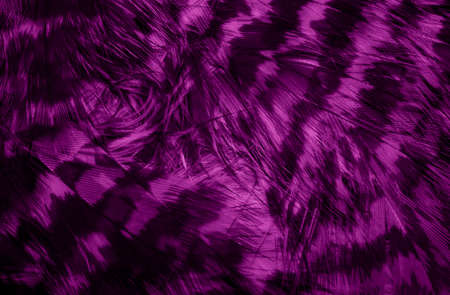 purple hawk feathers with visible detail. background or texture