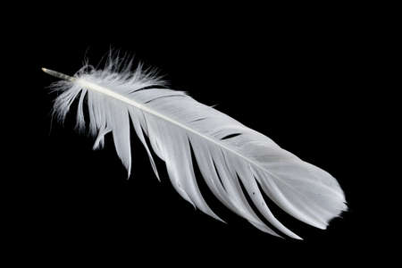 white feather of a goose on a black backgroundの写真素材