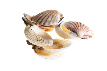 shell of a sea snail on a white background