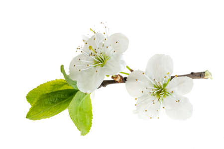 white plum flowers on a white isolated backgroundの写真素材