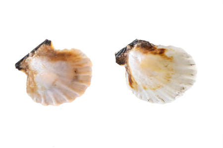 shell of a sea snail on a white backgroundの写真素材