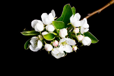 white apple blossoms on a black isolated backgroundの写真素材