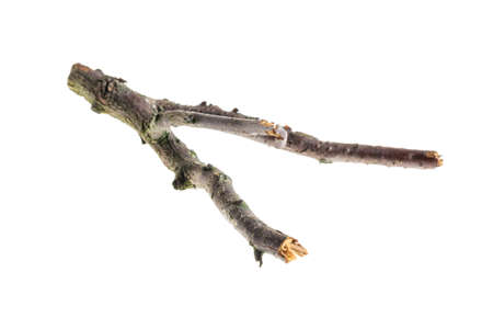 a withered twig on a white isolated background