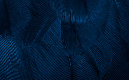 blue hawk feathers with visible detail. background or texture