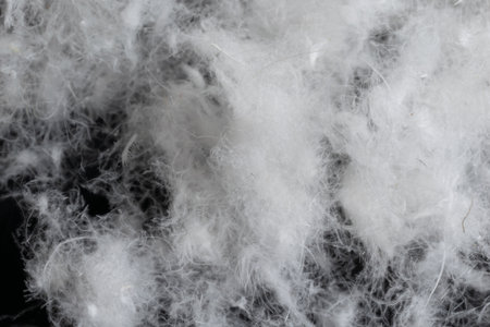 white goose down on a black backgroundの写真素材