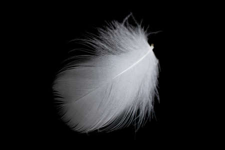 white feather of a goose on a black backgroundの写真素材