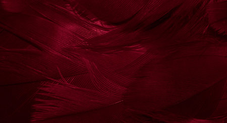 red hawk feathers with visible detail. background or textureの写真素材