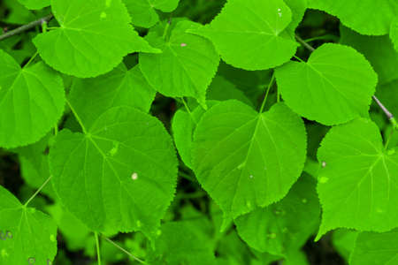 green leaves with visible details. background or texture