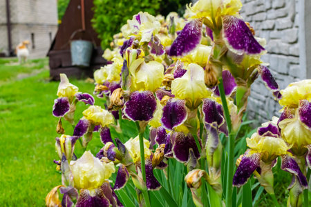 Close-up of a flower of bearded iris (Iris germanica) with rain drops. Yellow and violet iris flowers are growing in a garden.の写真素材