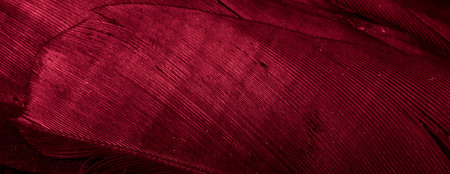 red feathers background or texture with visible detailsの写真素材
