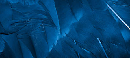blue hawk feathers with visible detail. background or textureの写真素材