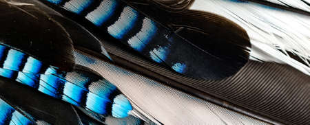blue and black jay feathers. background or texture