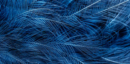 blue hawk feathers with visible detail. background or texture