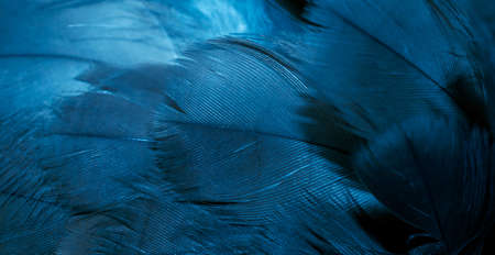 blue hawk feathers with visible detail. background or textureの写真素材