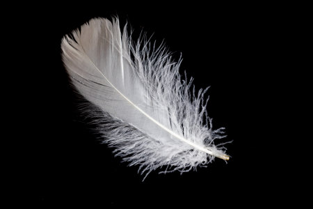 white feather of a goose on a black background