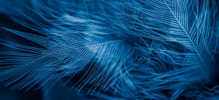blue feathers with visible detail. background or textureの写真素材