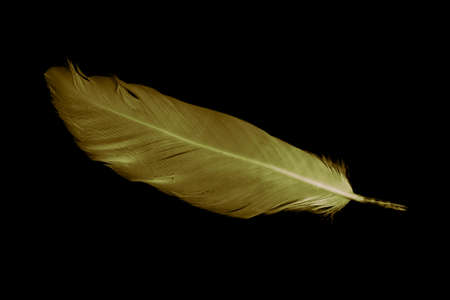 gold feather goose on a black isolated backgroundの写真素材