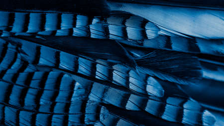 blue and black jay feathers. background or texture