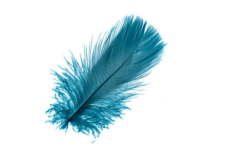 blue goose feather on a white isolated backgroundの写真素材