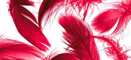 red duck feathers on a black isolated backgroundの写真素材