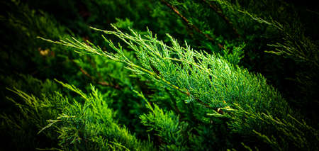 green juniper branches with visible details. background or textureの写真素材
