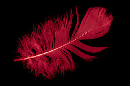 a red goose feather on a black isolated backgroundの写真素材