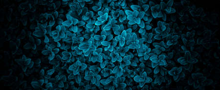 blue boxwood twigs with visible details. background or texture