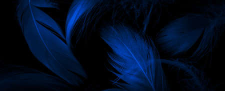blue duck feathers on a black isolated background