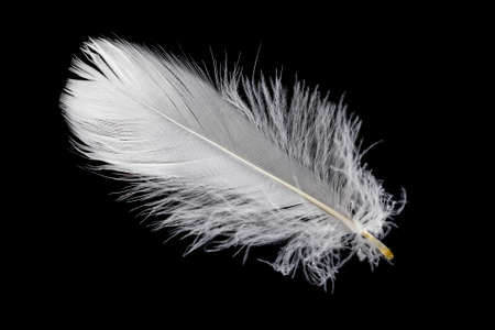white feather of a goose on a black background