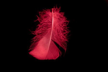 a red goose feather on a black isolated backgroundの写真素材
