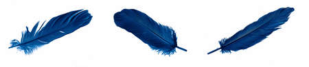 blue goose feathers on a white isolated backgroundの写真素材