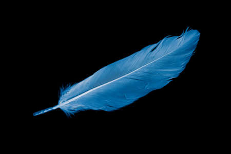 blue goose feather on black backgroundの写真素材
