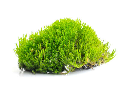 green moss on a white isolated backgroundの写真素材