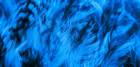 blue and black owl feathers background or textura