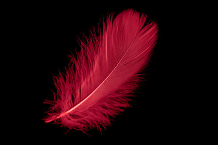 a red goose feather on a black isolated backgroundの写真素材