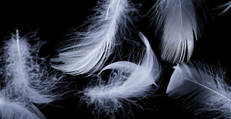white duck feathers on a black isolated background
