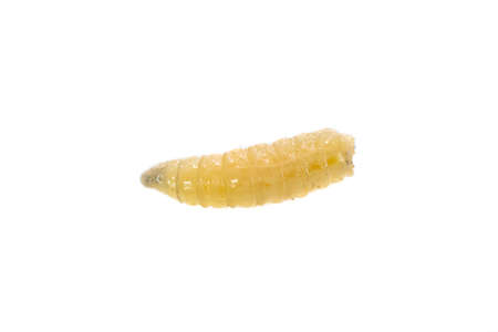 fly larvae on a white isolated background