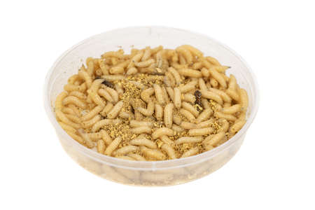 fly larvae on a white isolated background