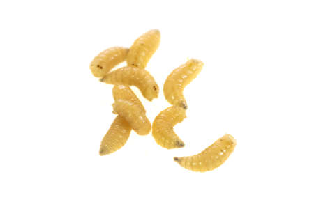 fly larvae on a white isolated background